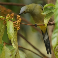 Jedwabniczka długosterna - Ptiliogonys caudatus - Long-tailed Silky-flycatche