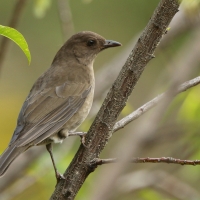 Drozd gorski - Turdus plebejus - Mountain Thrush