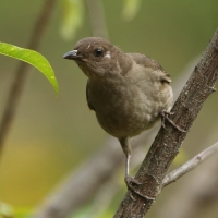 Drozd gorski - Turdus plebejus - Mountain Thrush