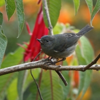Haczykodziobek śniady - Diglossa plumbea - Slaty Flowerpiercer