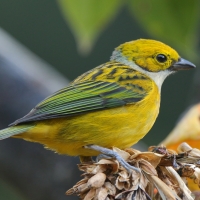 Tangarka cytrynowa - Tangara icterocephala - Silver-throated Tanager