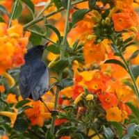 Haczykodziobek śniady - Diglossa plumbea - Slaty Flowerpiercer