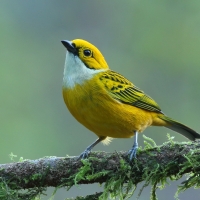 Tangarka cytrynowa - Tangara icterocephala - Silver-throated Tanager