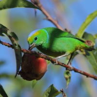 Tęczanka złotobrewa - Chlorophonia callophrys - Golden-browed Chlorophonia