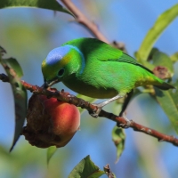 Tęczanka złotobrewa - Chlorophonia callophrys - Golden-browed Chlorophonia