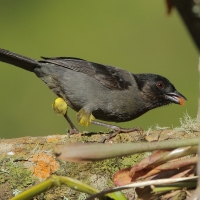Goleńczyk ciemny - Pselliophorus tibialis - Yellow-thighed Finch