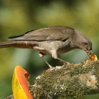 Drozd gorski - Turdus plebejus - Mountain Thrush