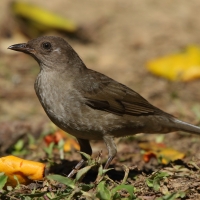 Drozd gorski - Turdus plebejus - Mountain Thrush