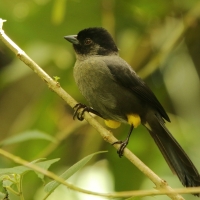 Goleńczyk ciemny - Pselliophorus tibialis - Yellow-thighed Finch