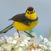 Pleszówka przepasana - Myioborus torquatus - Collared Redstart