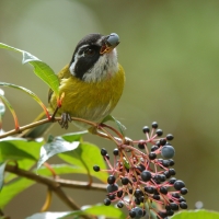 Zieleniec białobrewy - Chlorospingus pileatus - Sooty-capped Bush-Tanager