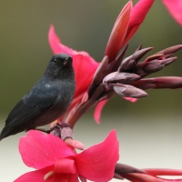 Haczykodziobek śniady - Diglossa plumbea - Slaty Flowerpiercer