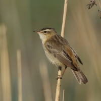 Rokitniczka - Acrocephalus schoenobaenus - Sedge Warbler