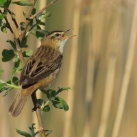 Rokitniczka - Acrocephalus schoenobaenus - Sedge Warbler