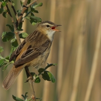 Rokitniczka - Acrocephalus schoenobaenus - Sedge Warbler