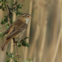 Rokitniczka - Acrocephalus schoenobaenus - Sedge Warbler