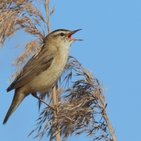 Rokitniczka - Acrocephalus schoenobaenus - Sedge Warbler