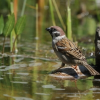 Mazurek - Passer montanus - Eurasian Tree Sparrowh