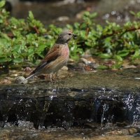 Makolągwa - Carduelis cannabina - Common Linnet