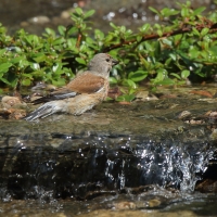 Makolągwa - Carduelis cannabina - Common Linnet