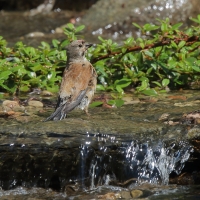 Makolągwa - Carduelis cannabina - Common Linnet