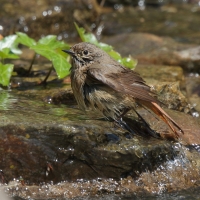 Pleszka - Phoenicurus phoenicurus - Common Redstart