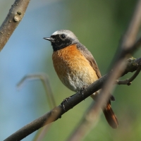 Pleszka - Phoenicurus phoenicurus - Common Redstart