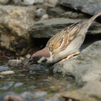 Mazurek - Passer montanus - Eurasian Tree Sparrowh