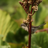 Piegża - Sylvia curruca - Lesser Whitethroat