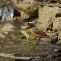 Pleszka - Phoenicurus phoenicurus - Common Redstart