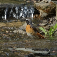 Pleszka - Phoenicurus phoenicurus - Common Redstart