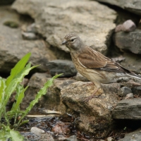 Makolągwa - Carduelis cannabina - Common Linnet