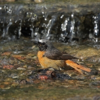 Pleszka - Phoenicurus phoenicurus - Common Redstart