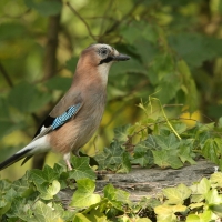 Sójka - Garrulus glandarius - Eurasian Jay