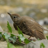 Śpiewak - Turdus philomelos - Song Thrush