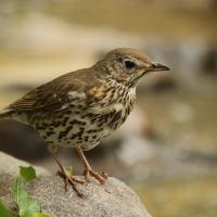 Śpiewak - Turdus philomelos - Song Thrush