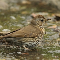 Śpiewak - Turdus philomelos - Song Thrush