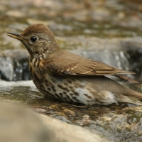 Śpiewak - Turdus philomelos - Song Thrush