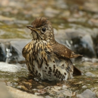 Śpiewak - Turdus philomelos - Song Thrush