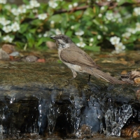 Piegża - Sylvia curruca - Lesser Whitethroat