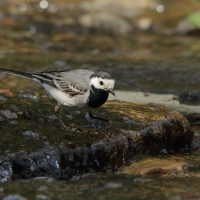 Pliszka siwa - Motacilla alba - White Wagtail