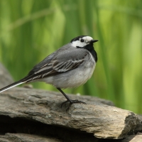 Pliszka siwa - Motacilla alba - White Wagtail