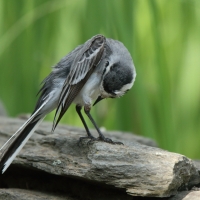 Pliszka siwa - Motacilla alba - White Wagtail
