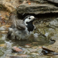 Pliszka siwa - Motacilla alba - White Wagtail