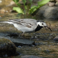 Pliszka siwa - Motacilla alba - White Wagtail