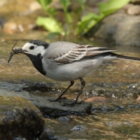 Pliszka siwa - Motacilla alba - White Wagtail