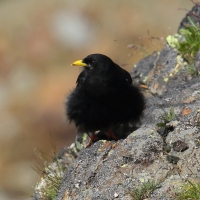Wieszczek - Pyrrhocorax graculus - Yellow-billed Chough