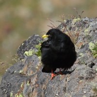 Wieszczek - Pyrrhocorax graculus - Yellow-billed Chough