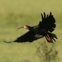 Ibis łysy - Geronticus calvus - Southern Bald Ibis