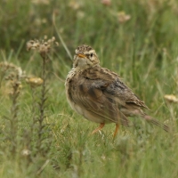 Świergotek cynamonowy - Anthus cinnamomeus - African Pipit